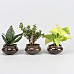 Set of Three Beautiful Plants In Potpori Bowls