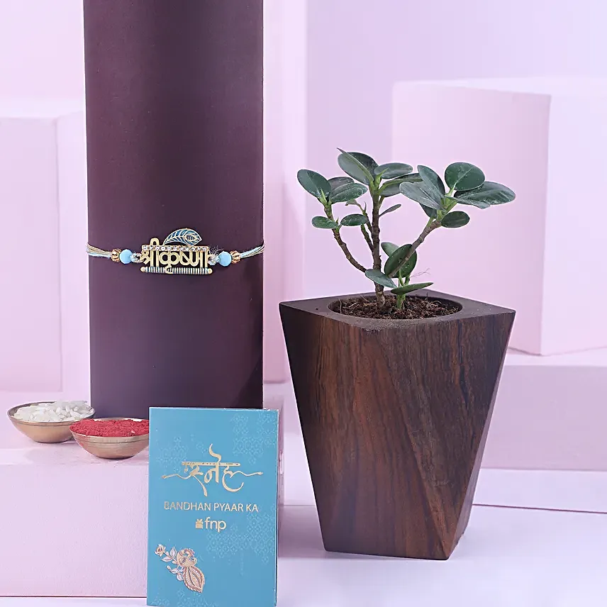 Sneh Krishna Rakhi with Ficus Compacta Plant