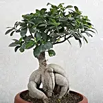 Ficus Microcarpa Bonsai 1000gm
