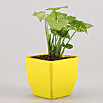 Syngonium Plant in Yellow Pot & Baby Buddha Combo