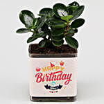 Ficus Compacta Plant In Happy Birthday  Vase