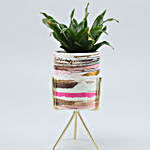 Dracena Plant In Pink & White Pot With Golden Stand