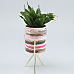 Dracena Plant In Pink & White Pot With Golden Stand