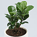 Ficus Compacta Plant In White & Orange Ceramic Pot