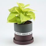 Money Plant In Have A Nice Day Purple Plate Pot