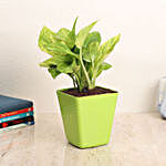 Money Plant In Sleek Green Pot