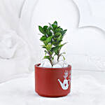 Ficus Compacta In Love Grows Here Pot