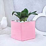 Snake Plant In Personalised Love Grows Here Pot