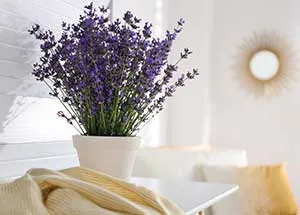 aromatherapy plants & their benefits