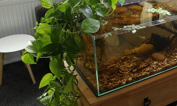 Which plants are best suited for an Aquarium? - Ferns N Petals