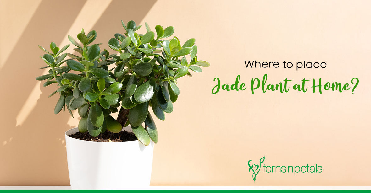 Which is the Best Place to Put a Jade Plant at Home? - Ferns N Petals