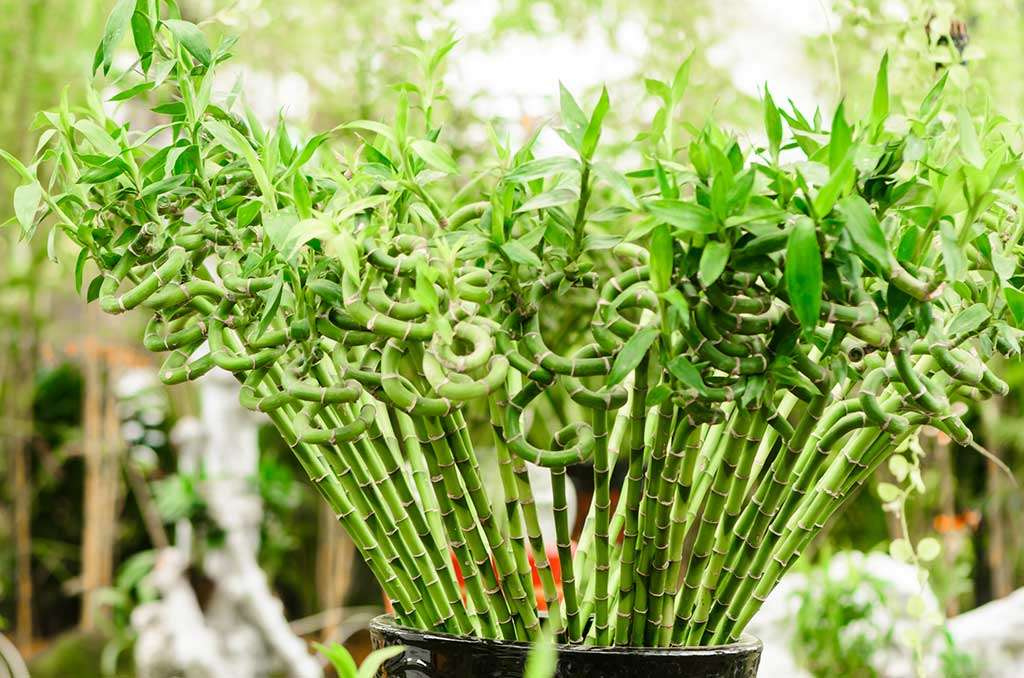 Interesting Facts about Lucky Bamboo Plant - Ferns N Petals
