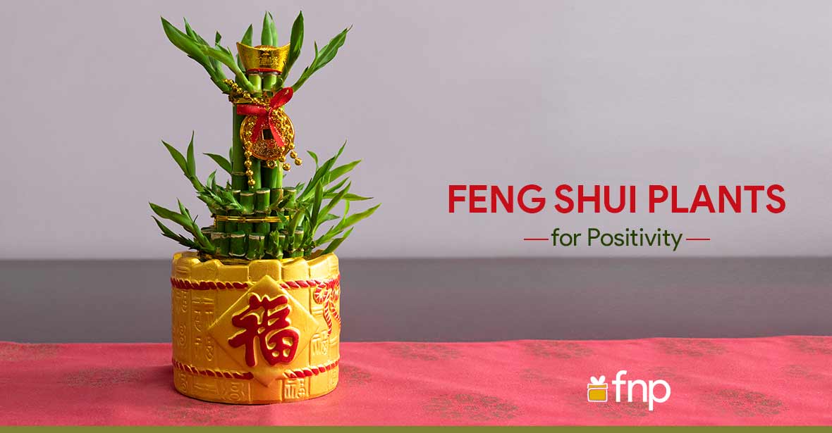 Top 6 Feng Shui Plants that Ooze Out Good Energy - FNP