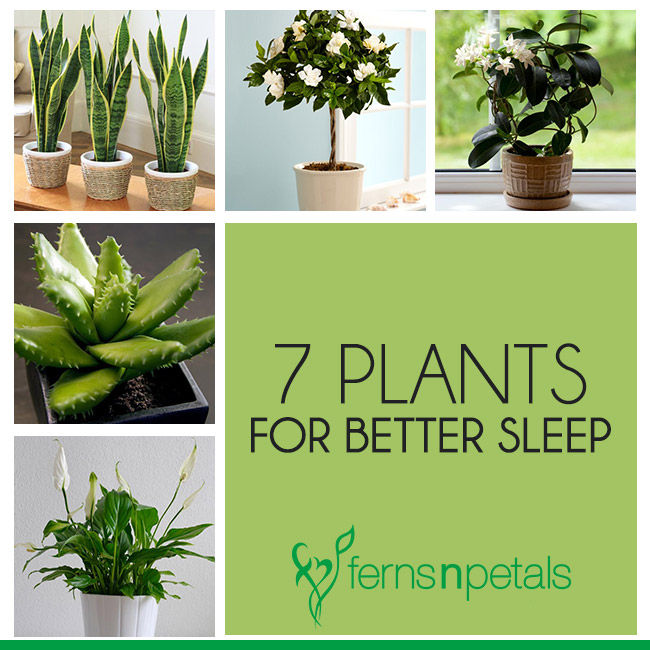 Top 7 Bedroom Plants that Induce Sleep - Ferns N Petals