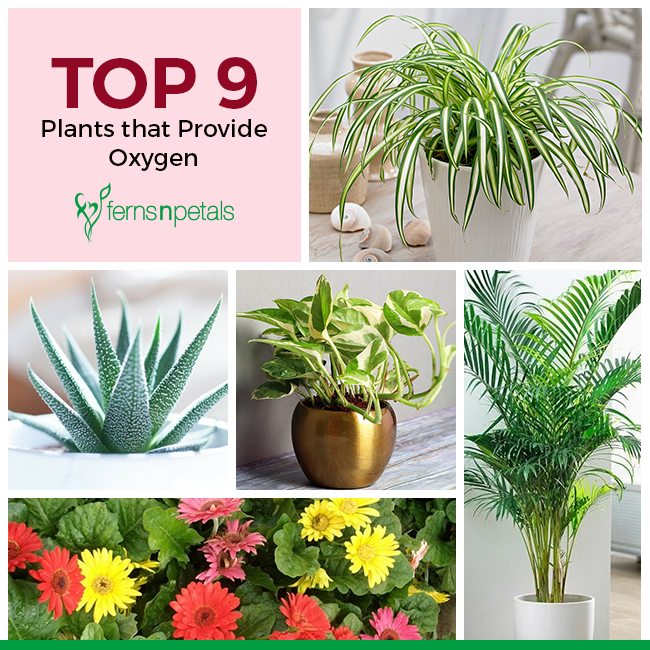 Top 9 Plants that Provide Oxygen - Ferns N Petals