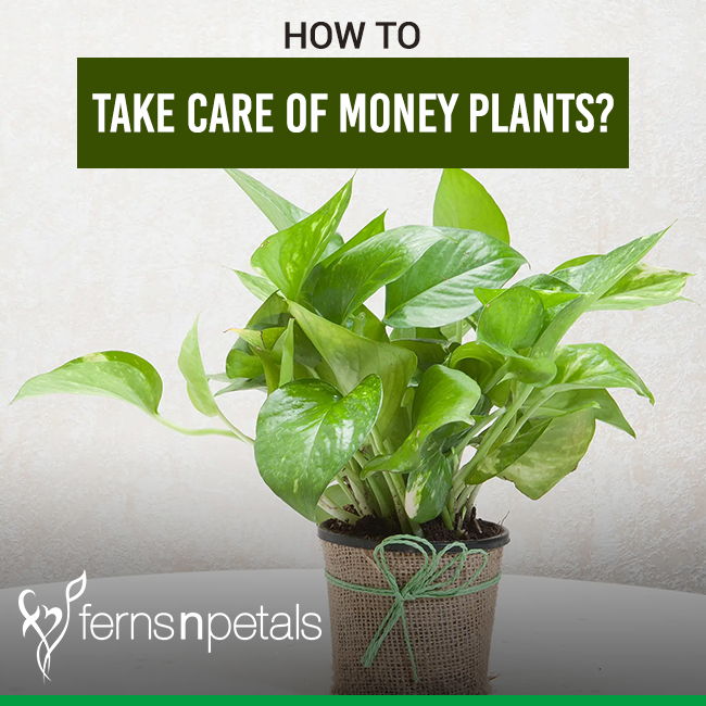 How To Take Care Of Money Plants - Ferns N Petals
