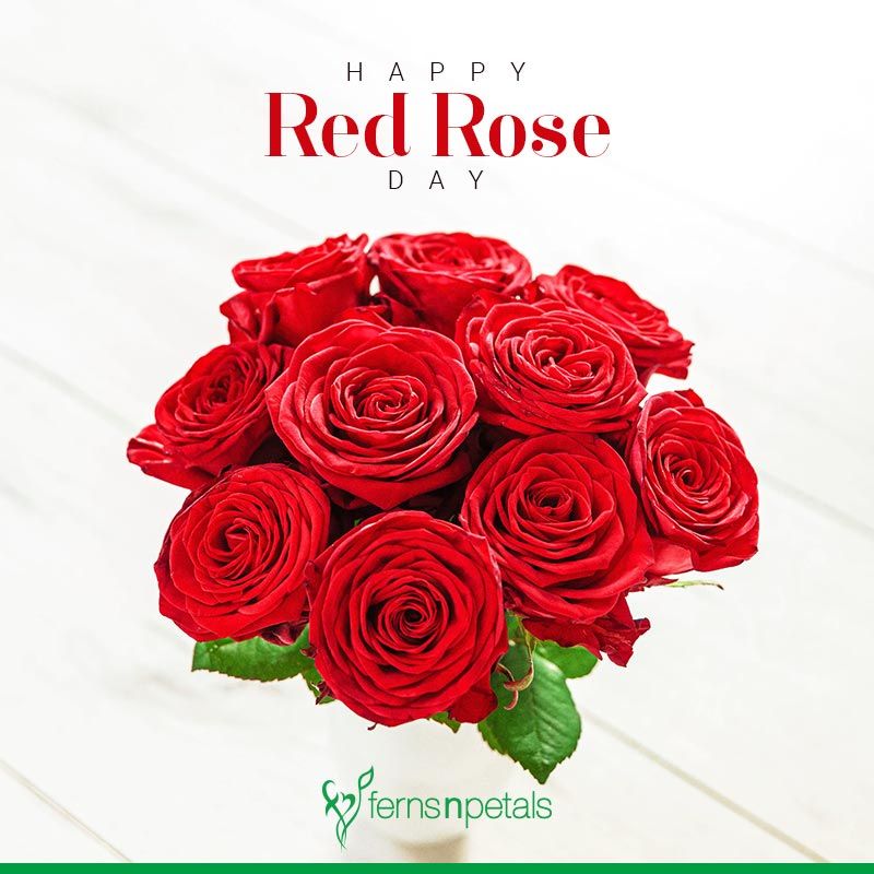 Red Rose Day Wishes Messages, Quotes & Images Ferns N Petals