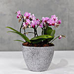 Pink Orchids Plant Vase