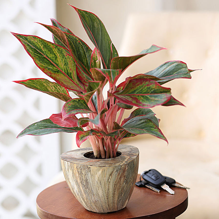 Buy/Send Red Aglaonema Plant In Stone Wood Pot Online- Ferns N Petals