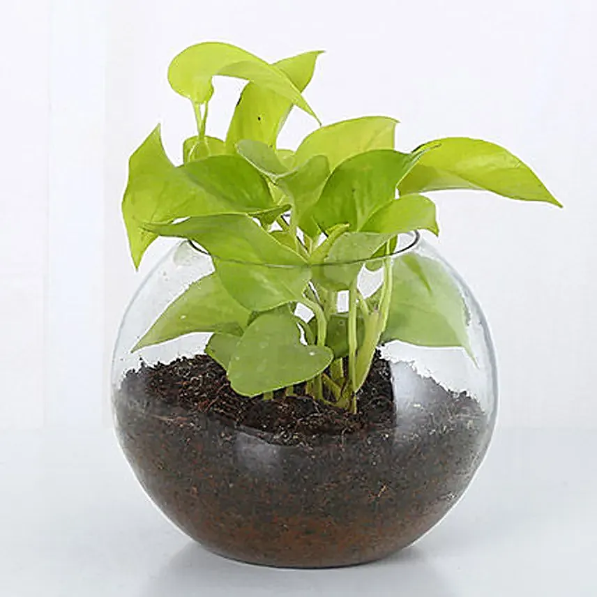 Buy/Send Money Plant In Glass Vase Online- FNP