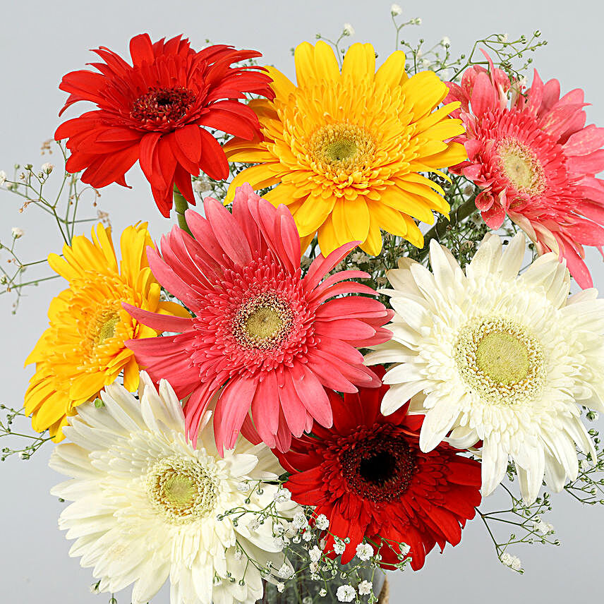 Send Gerberas Flowers Online | Gerberas Flowers Delivery - FNP