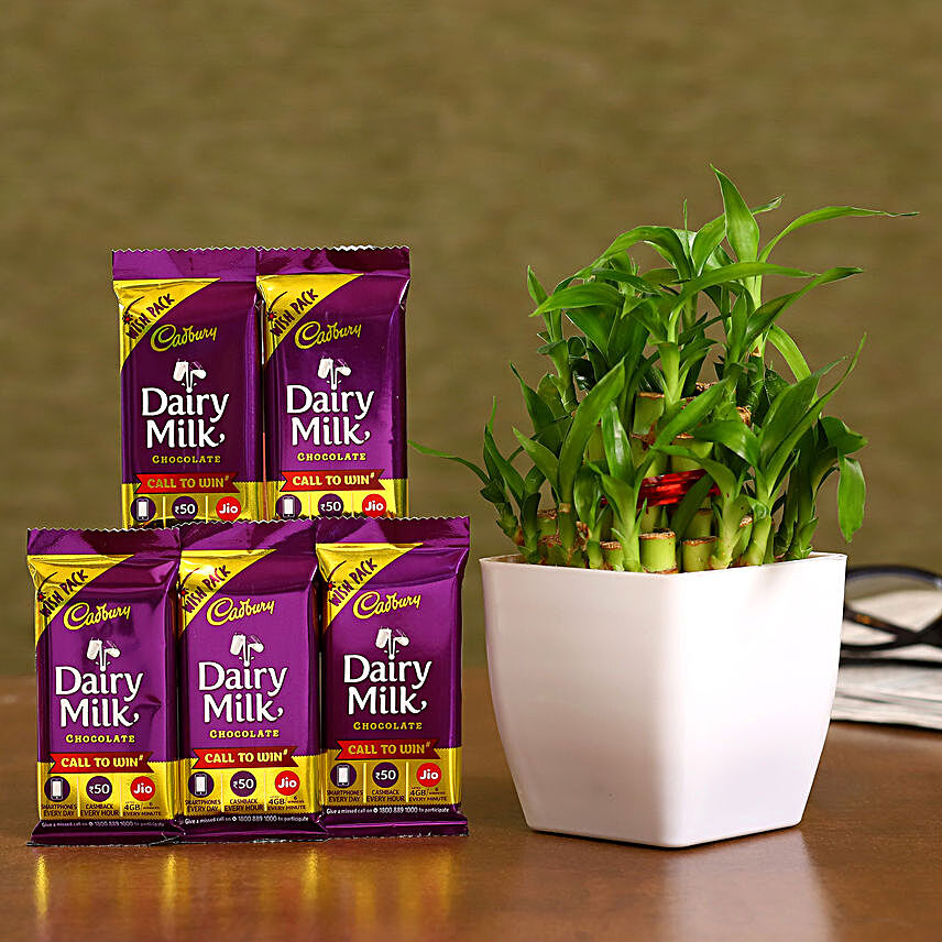 Two Layer Bamboo Plant Dairy Milk Combo