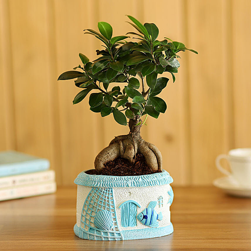 Buy/Send Ficus Ginseng Bonsai In Sea House Planter Online- Ferns N Petals