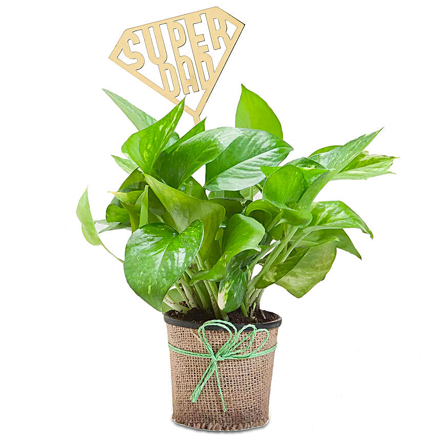 Father's Day Golden Money Plant