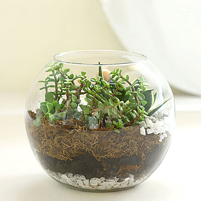 Buy/Send Jade N Milt Sansevieria Plant Set Vase Terrarium Online- FNP