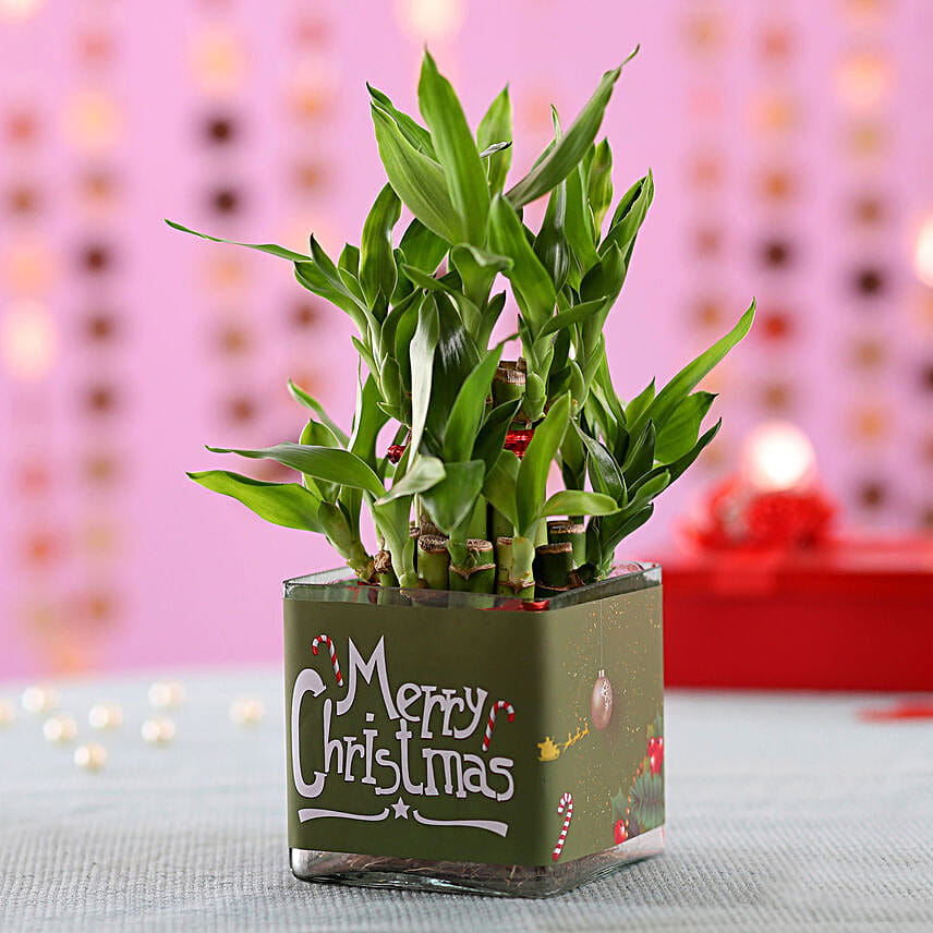 2 Layer Lucky Bamboo Plant Christmas Wishes