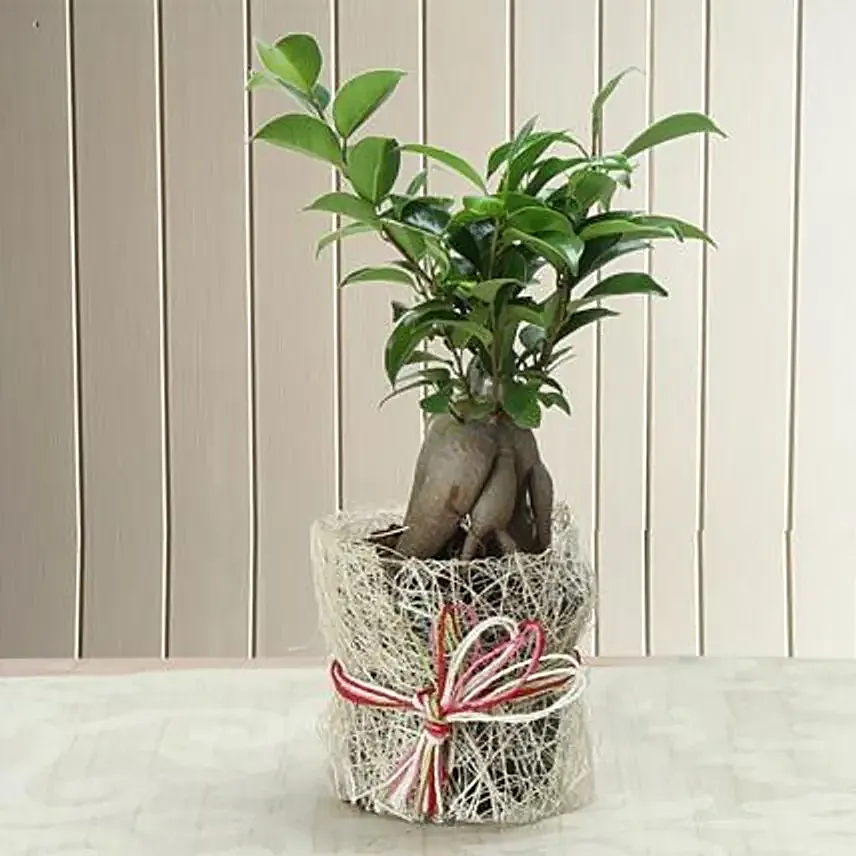 Potted Ficus Bonsai Elegance