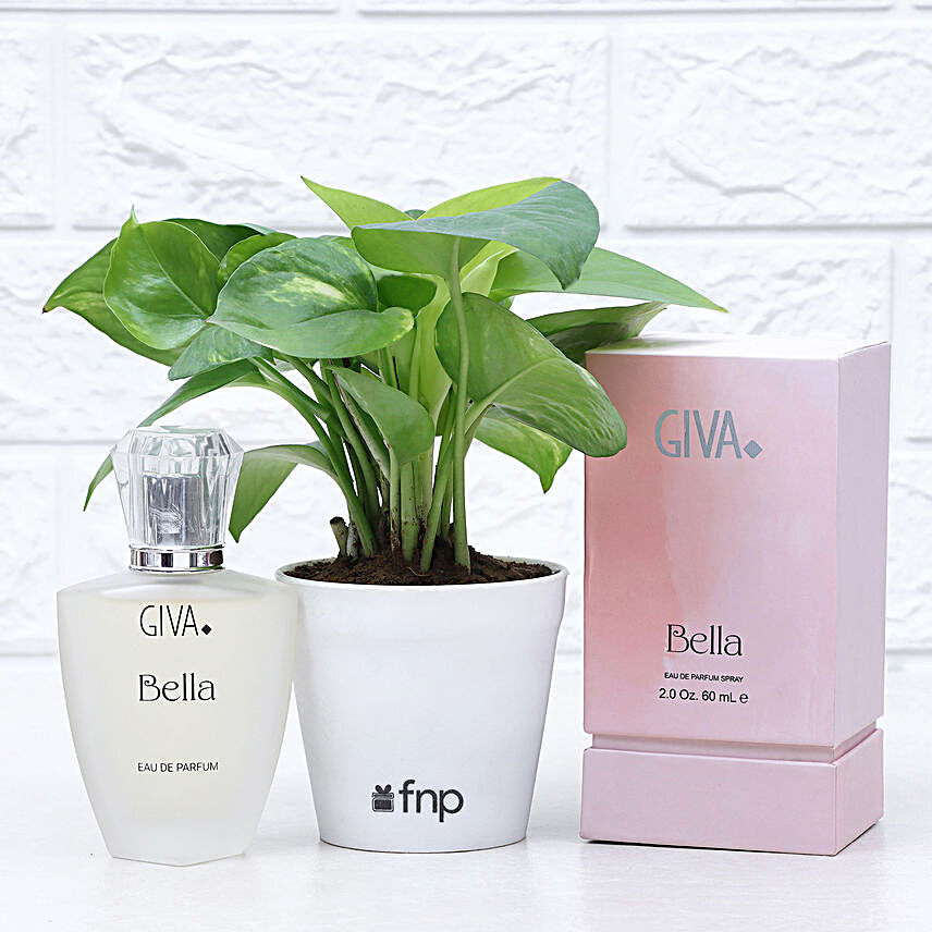 Money Plant & Bella Perfume Combo