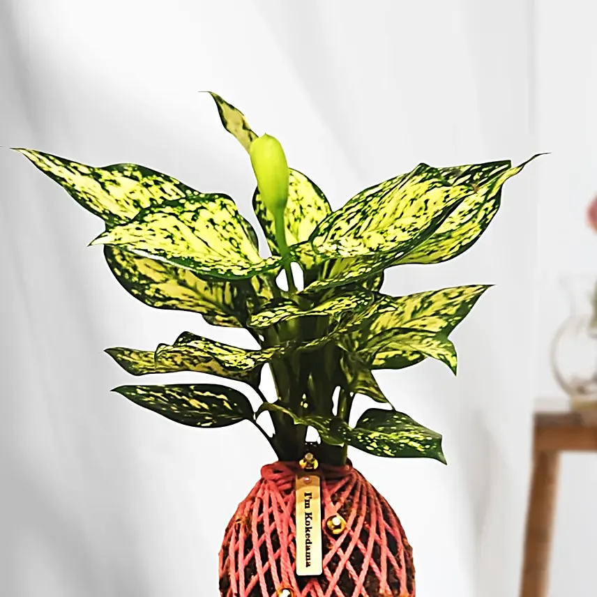 Aglaonema Plant Kokedama Style Setup