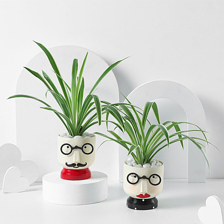 Soulful Spider Planters