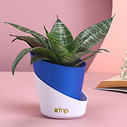 Buy Snake Plants Online in India @299 | Free Delivery | FNP