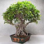 Ficus Retusa BonsaiTree 25 Years Old