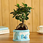 Ficus Bonsai In Sea House Planter