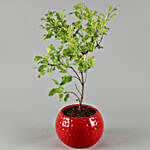 Tulsi Plant In Red Pot