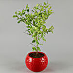 Tulsi Plant In Red Pot