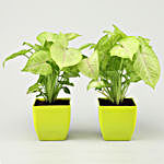 Set Of 2 Syngonium Plants in Green Pot
