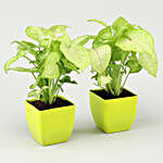 Set Of 2 Syngonium Plants in Green Pot