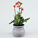 Kalanchoe Plant In Blue Lining Ceramic Vase