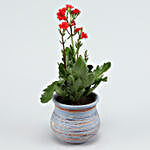 Kalanchoe Plant In Blue Lining Ceramic Vase