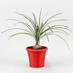 Nolina Palm Plant In Red Shining Plastic Pot