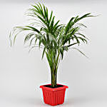 Areca Palm Plant In Red Super Plastic Pot