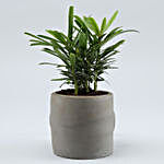 Podocarpus Plant In Sitting Man Ceramic Pot