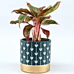 Aglaonema Plant In Heart Print Pot