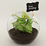 Birthday Special Syngonium Plant
