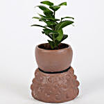 Ficus Compacta Plant In King Queen Pot