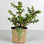 Jute Wrapped Classic Jade Plant